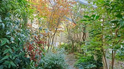 庭に紅葉する木がある風景